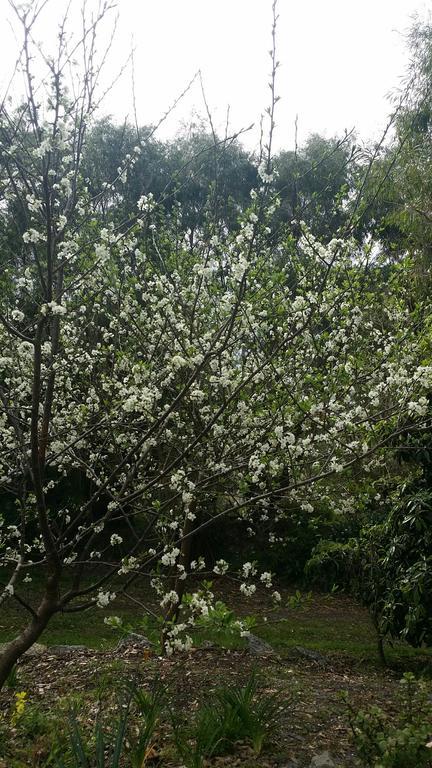Lilacs Waterfront Villas&Cottages Albany Esterno foto